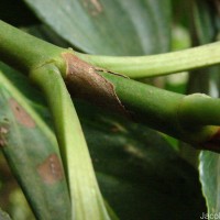 Gaertnera vaginans (DC.) Merr.